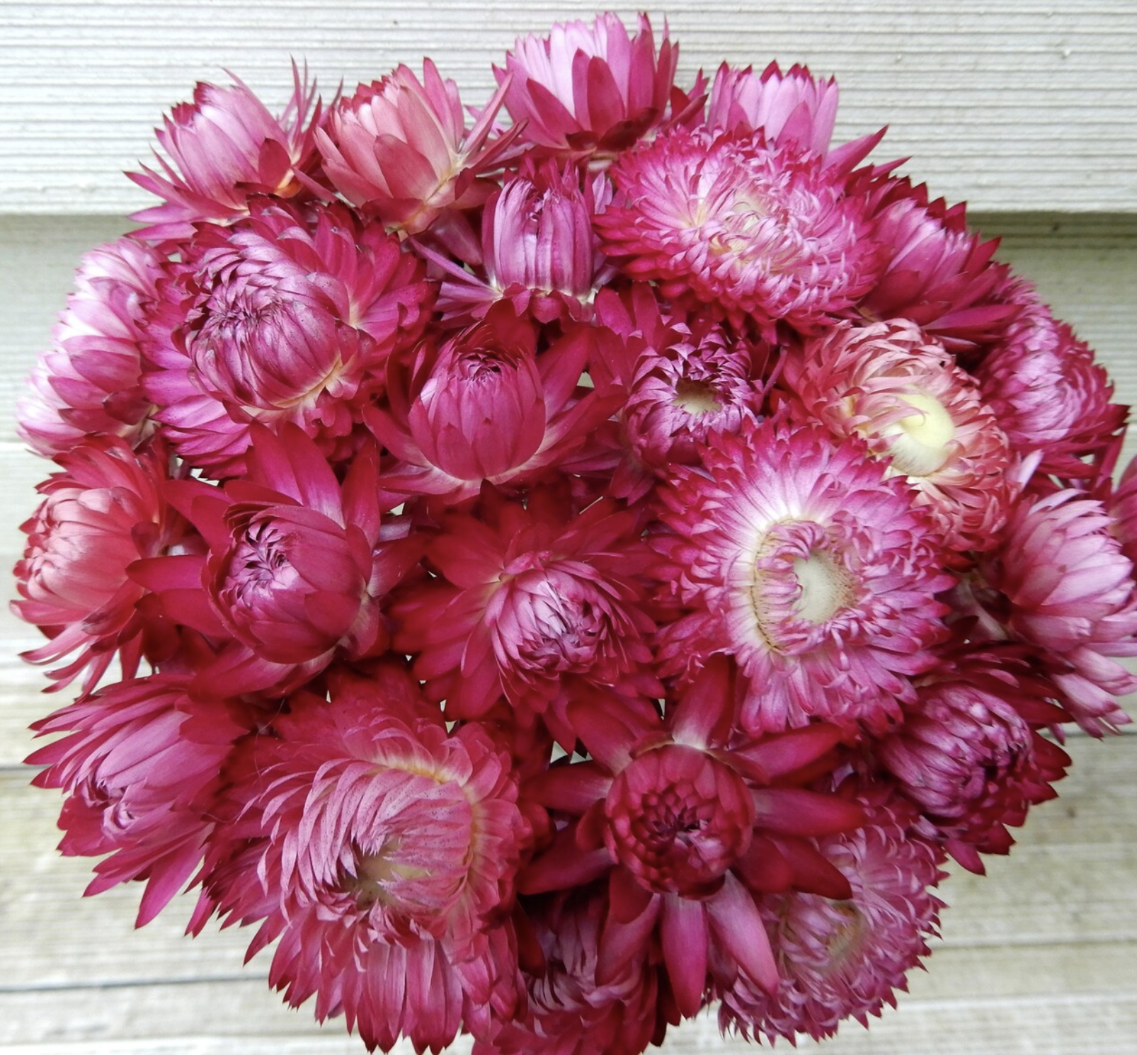 Monster Rosy Pink, Strawflower Seeds | New for 2024